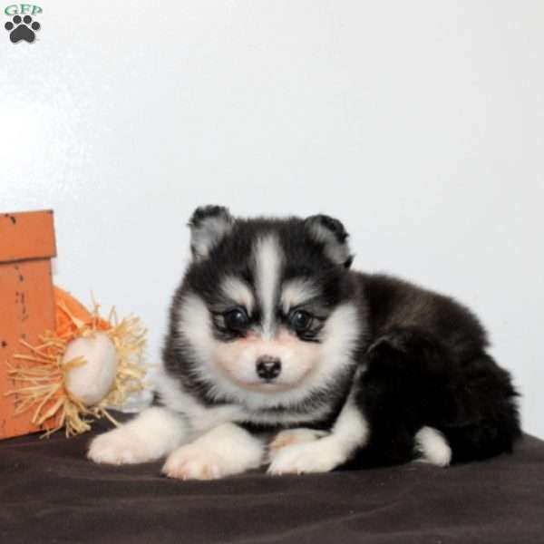 Hamletta, Pomsky Puppy
